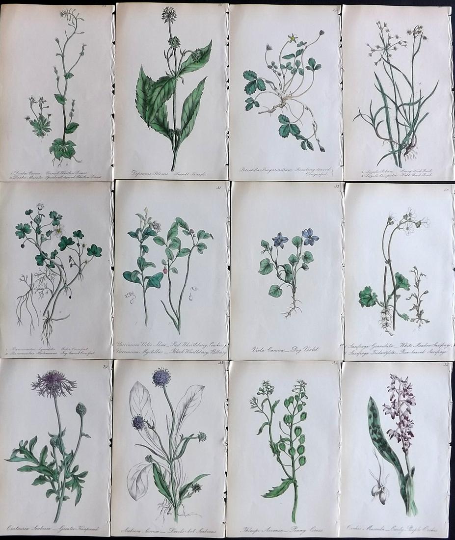 Hogg & Johnson C1870 Lot of 12 HCol Botanical Prints: Hand Coloured Lithographs Published 1863-1880, London for "The Wild Flowers of Great Britain" by Robert Hogg & George W. Johnson. Paper Size: 9 x 5.5 inch (23 x 14cm) Good Condition