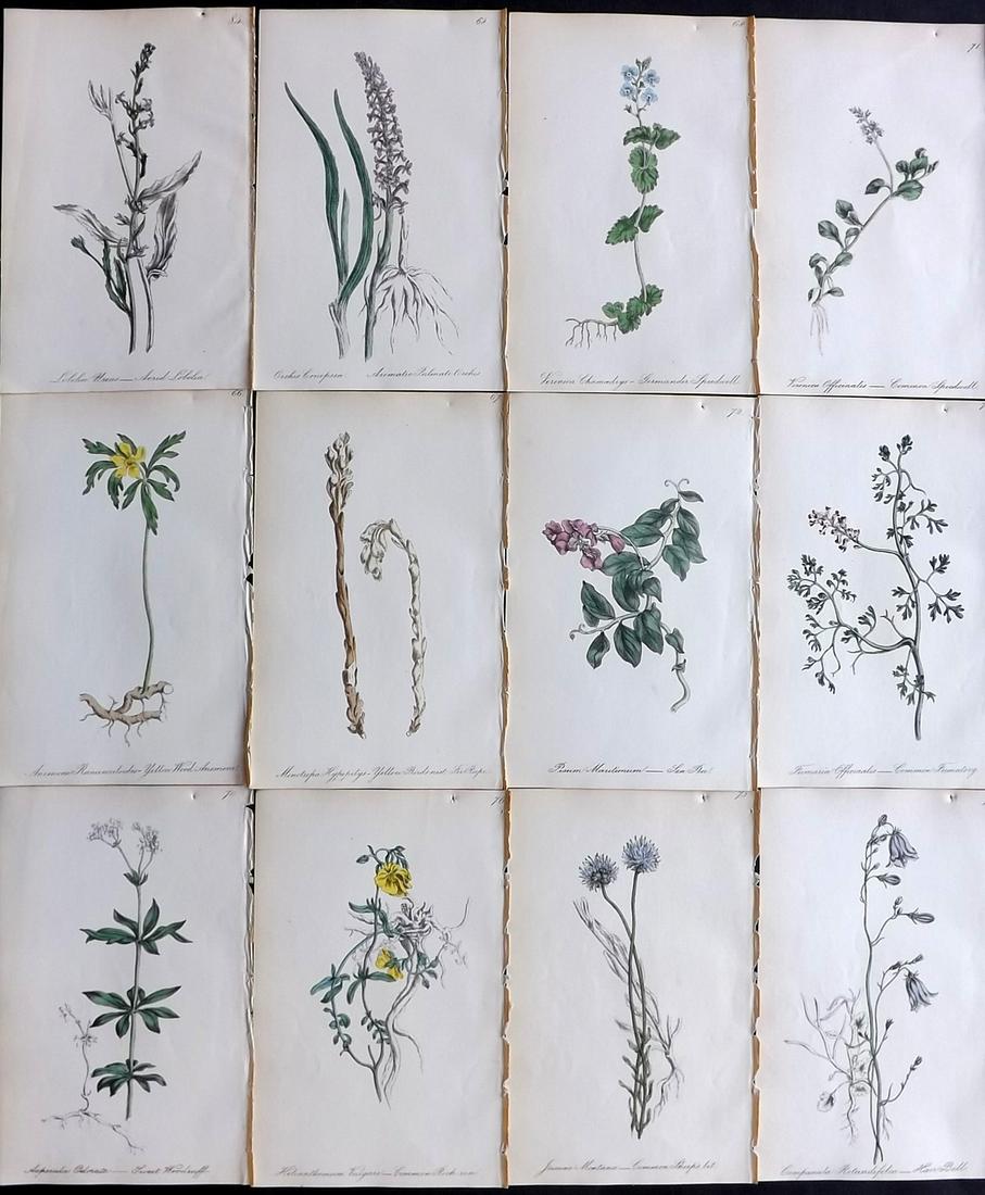 Hogg & Johnson C1870 Lot of 12 HCol Botanical Prints: Hand Coloured Lithographs Published 1863-1880, London for "The Wild Flowers of Great Britain" by Robert Hogg & George W. Johnson. Paper Size: 9 x 5.5 inch (23 x 14cm) Tiny hole present in edge of top 