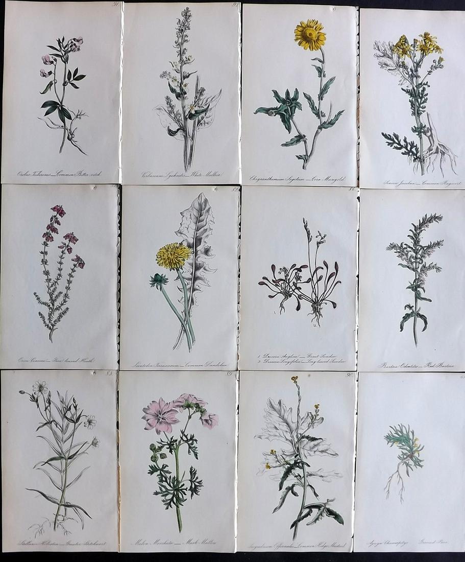 Hogg & Johnson C1870 Lot of 12 HCol Botanical Prints: Hand Coloured Lithographs Published 1863-1880, London for "The Wild Flowers of Great Britain" by Robert Hogg & George W. Johnson. Paper Size: 9 x 5.5 inch (23 x 14cm) Approx half have a small hole pre