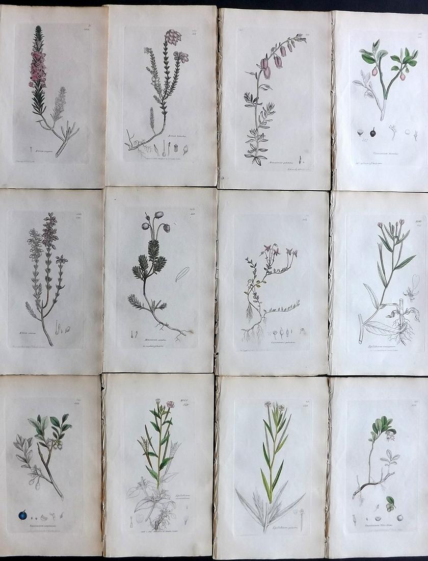 Sowerby, James 1836 Lot of 12 Part HCol Botanical: Partial Hand Coloured Etchings only (as issued) Published London, 1832-46 for "English Botany; or, Coloured Figures of British Plants…" Second Edition by James Sowerby and Edward Smith. Paper Size: 