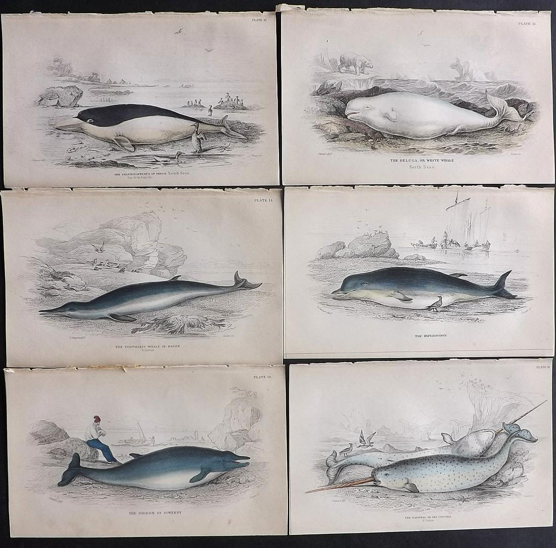 Jardine, William C1840 Lot 6 HC Prints. Narwhal Beluga (1 of 2)