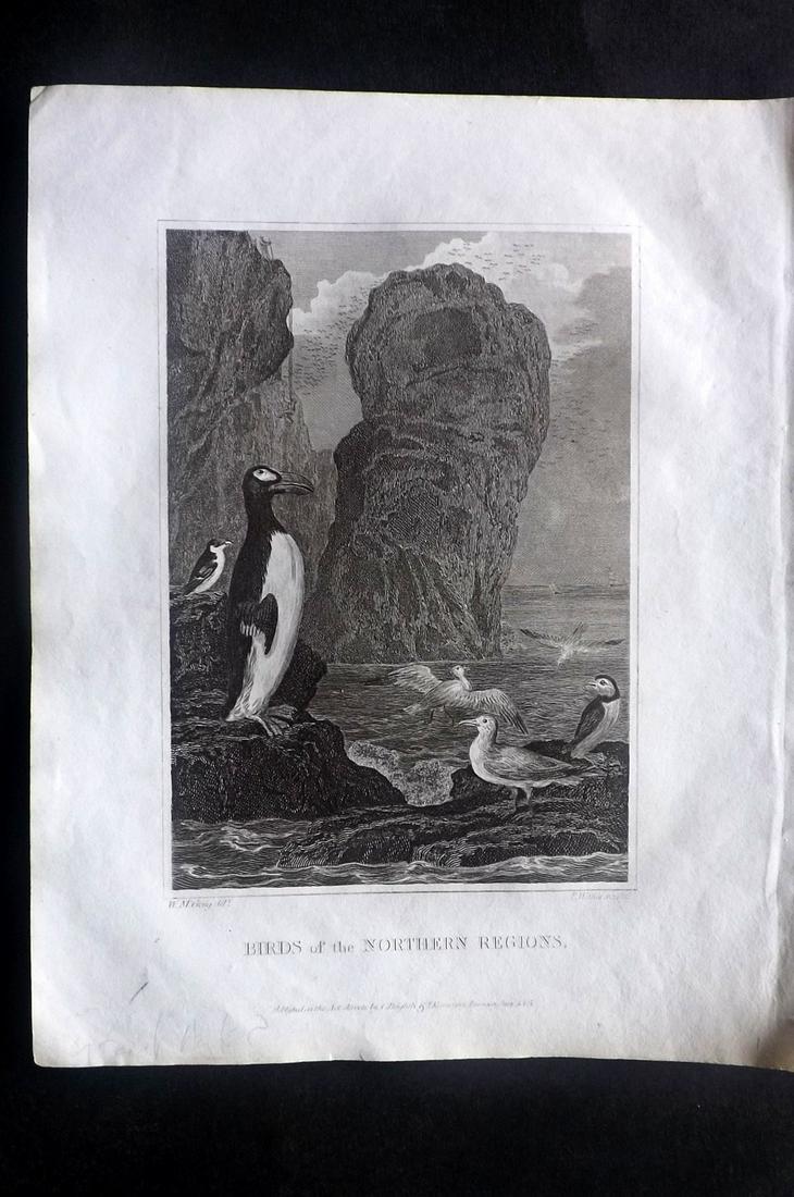 Blomfield, E. 1807 Bird Print. Extinct Great Auk etc (1 of 2)