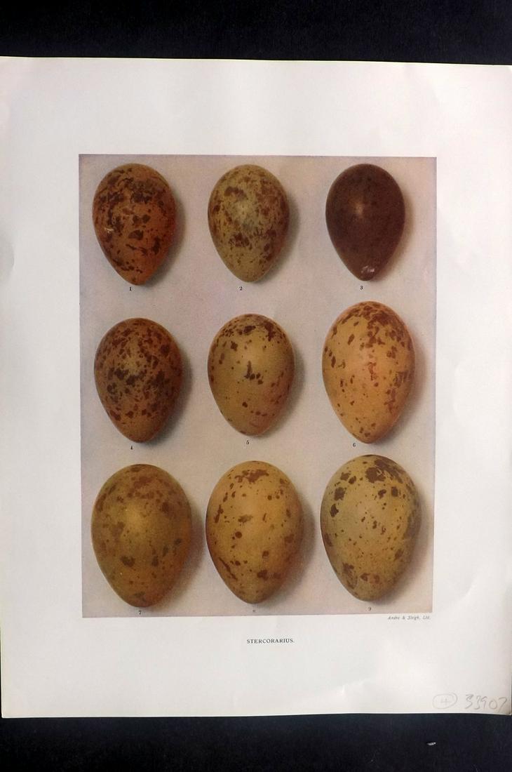 Dresser, Henry 1910 Rare Bird Egg Print. Stercorarius: Folio Halftone Lithograph Published 1905-10, London for "Eggs Of The Birds Of Europe..." by Henry Dresser. Rare. Paper Size: 13 x 10 inch (33 x 25cm) Good Condition