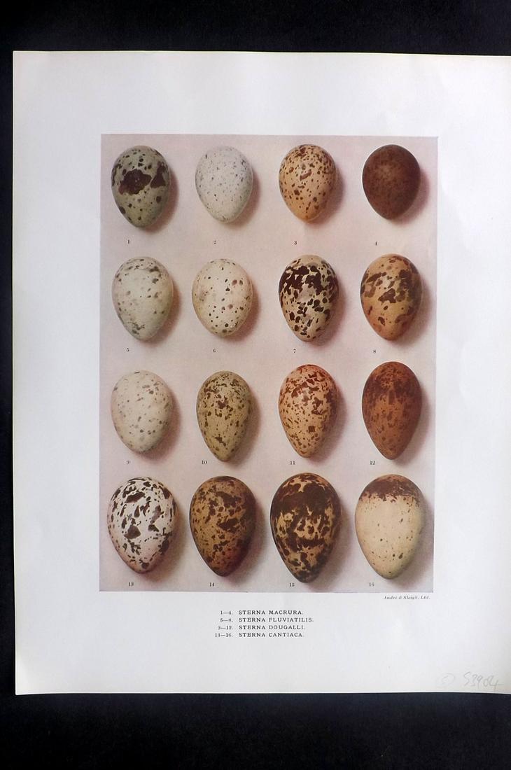 Dresser, Henry 1910 Rare Bird Egg Print. Sterna (1 of 2)