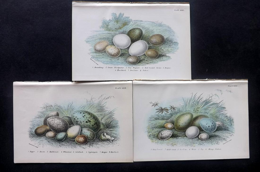 Lloyds's 1897 Lot of 3 Antique Bird Egg Prints (1 of 2)