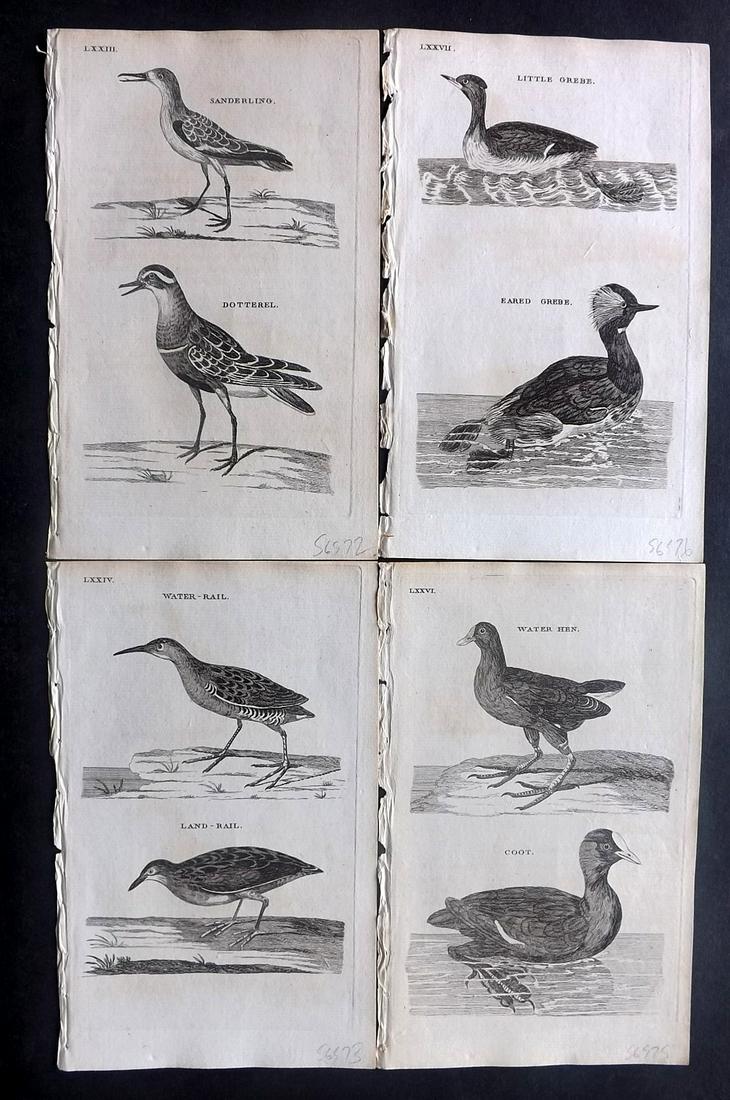Pennant, Thomas 1770 Lot of 4 Antique Bird Prints: Copper Plates Published 1768-70, London for "British Zoology" by Thomas Pennant. Paper Size: 9.5 x 6 inch (24 x 15cm) Minor background toning/offsetting, otherwise fine