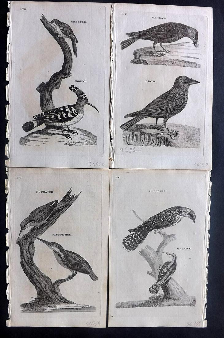 Pennant, Thomas 1770 Lot of 4 Antique Bird Prints: Copper Plates Published 1768-70, London for "British Zoology" by Thomas Pennant. Paper Size: 9.5 x 6 inch (24 x 15cm) Minor background toning/offsetting, otherwise fine