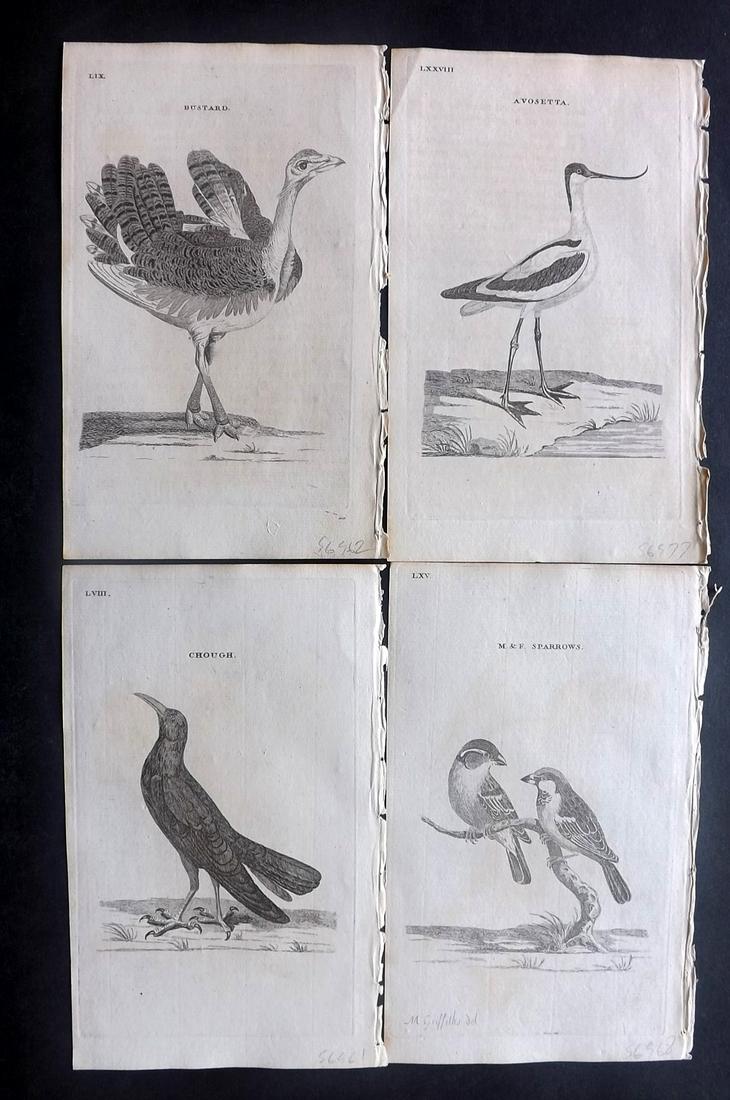 Pennant, Thomas 1770 Lot of 4 Antique Bird Prints: Copper Plates Published 1768-70, London for "British Zoology" by Thomas Pennant. Paper Size: 9.5 x 6 inch (24 x 15cm) Minor background toning/offsetting, otherwise fine