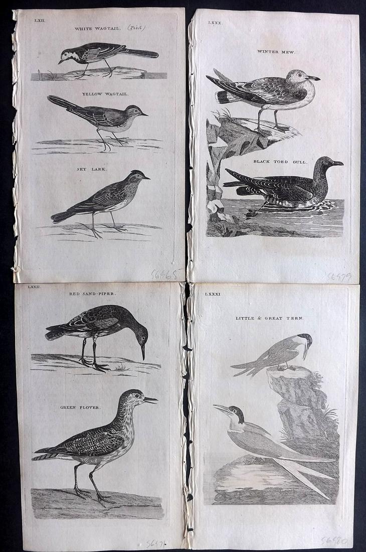Pennant, Thomas 1770 Lot of 4 Antique Bird Prints: Copper Plates Published 1768-70, London for "British Zoology" by Thomas Pennant. Paper Size: 9.5 x 6 inch (24 x 15cm) Minor background toning/offsetting, otherwise fine