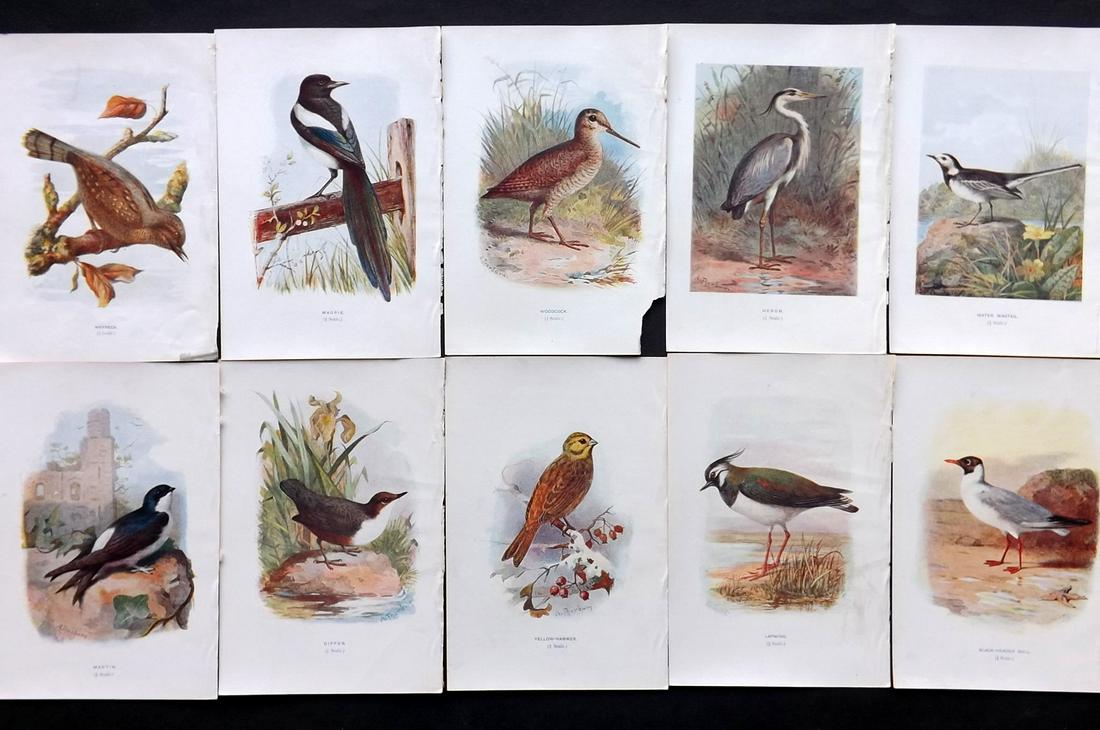 Swaysland, Walter 1901 Lot of 10 Antique Bird Prints (1 of 2)