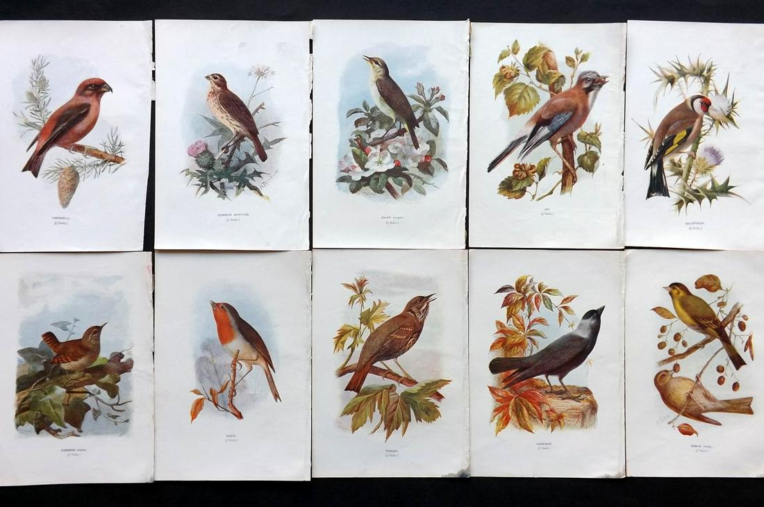 Swaysland, Walter 1901 Lot of 10 Antique Bird Prints (1 of 2)