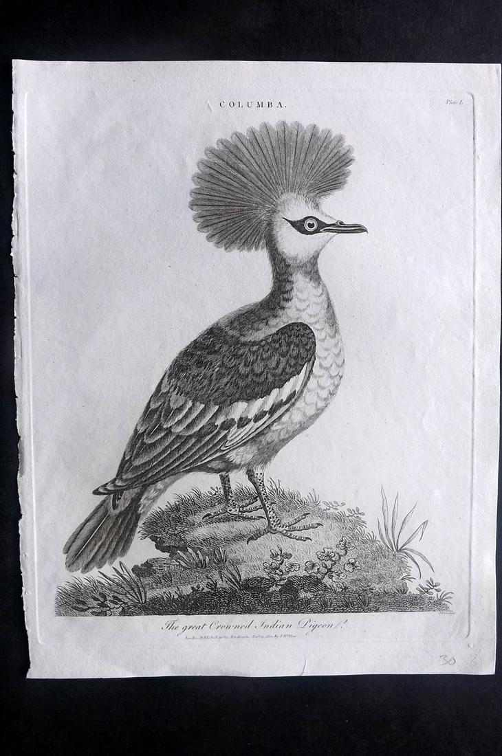 Wilkes, John C1810 Bird. Great Crowned Indian Pigeon (1 of 2)