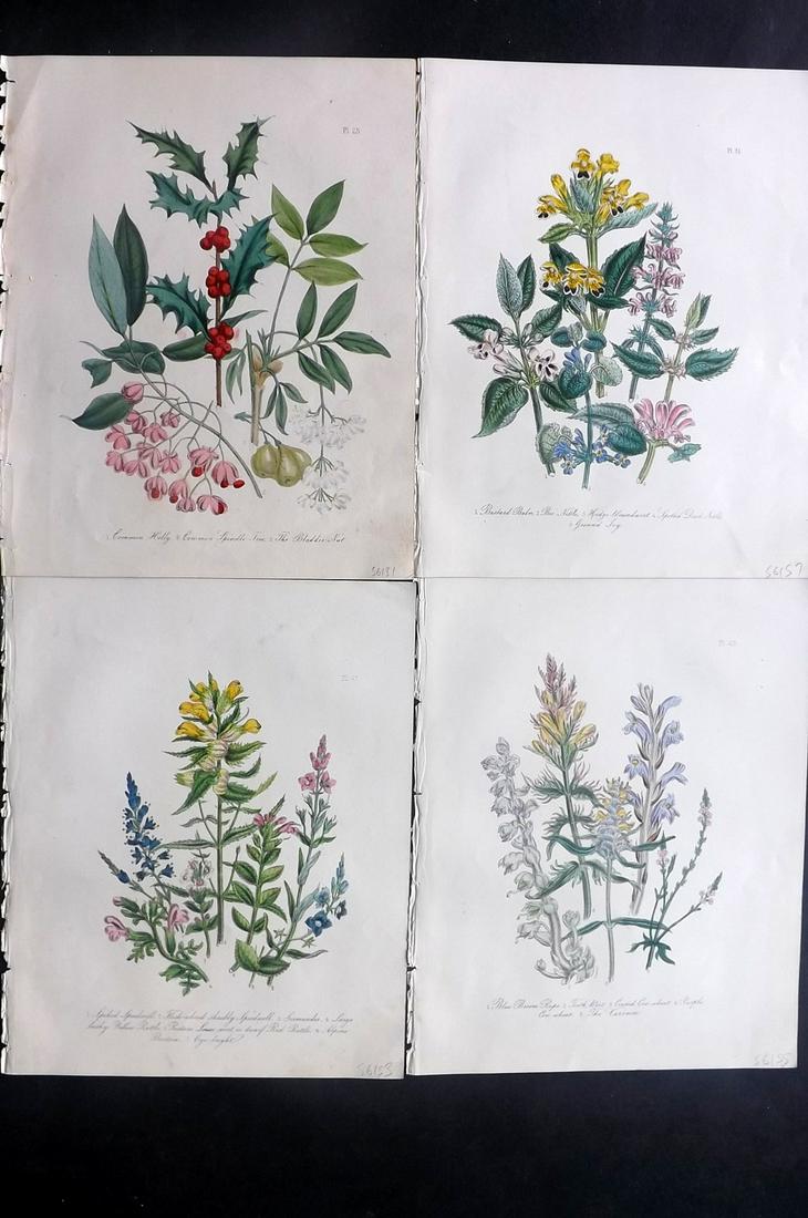 Loudon, Mrs Jane 1849 Lot 4 Hand Col Botanical Prints (1 of 2)