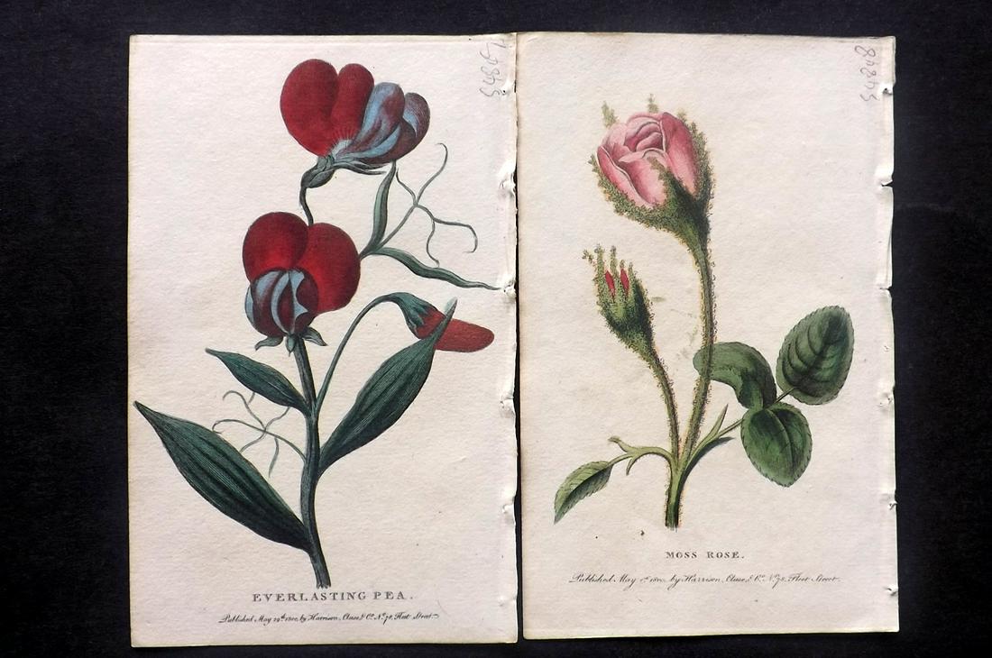 Nat. Pocket Mag. C1800 Pair of HC Botanical Prints (1 of 2)