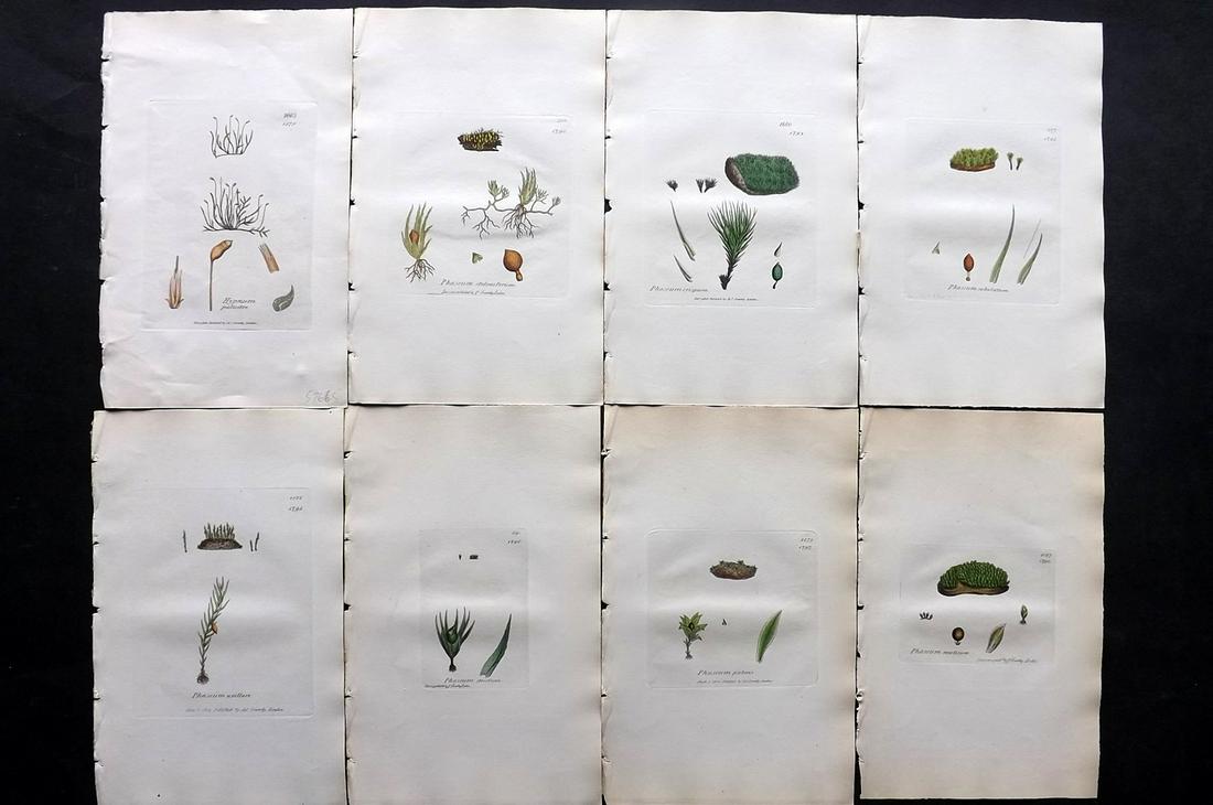 Sowerby, James C1840 Lot of 8 Hand Col Moss Prints: Full Hand Colored Etchings Published London, 1832-46 for "English Botany; or, Coloured Figures of British Plants…" Second Edition by James Sowerby and Edward Smith. Paper Size: 9 x 5.5 inch (23 x 14