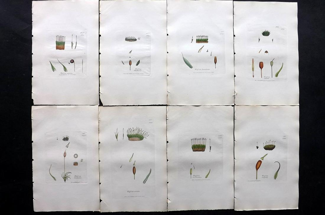 Sowerby, James C1840 Lot of 8 Hand Col Moss Prints: Full Hand Colored Etchings Published London, 1832-46 for "English Botany; or, Coloured Figures of British Plants…" Second Edition by James Sowerby and Edward Smith. Paper Size: 9 x 5.5 inch (23 x 14