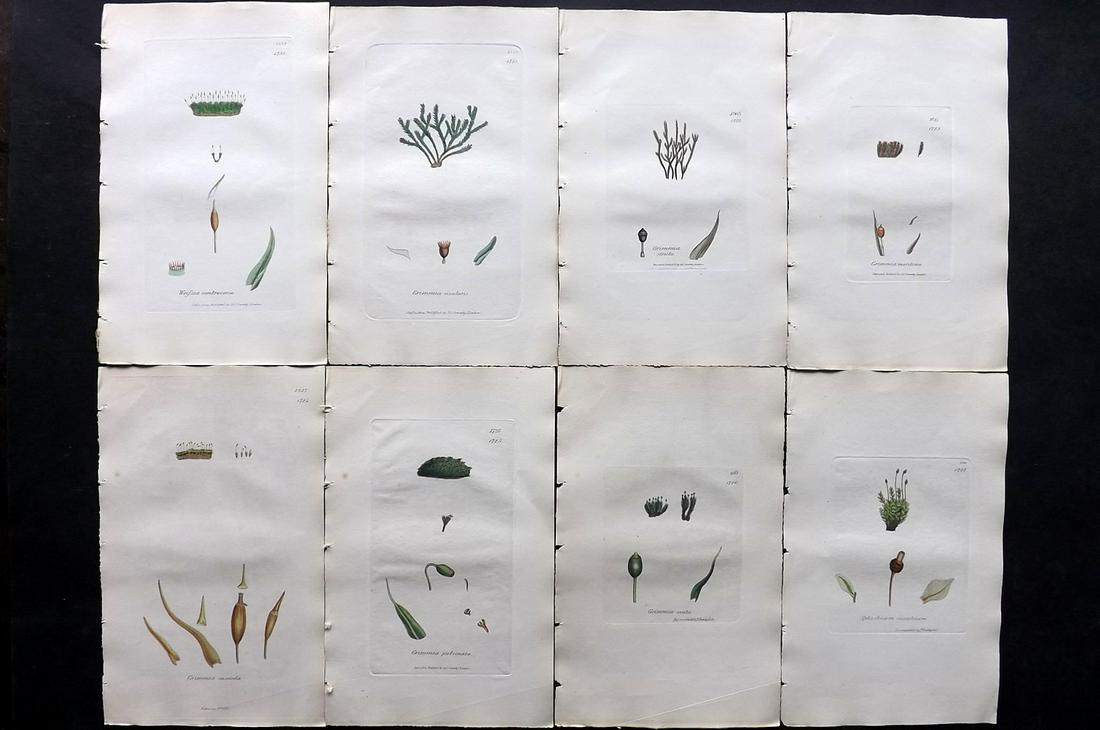 Sowerby, James C1840 Lot of 8 Hand Col Moss Prints: Full Hand Colored Etchings Published London, 1832-46 for "English Botany; or, Coloured Figures of British Plants…" Second Edition by James Sowerby and Edward Smith. Paper Size: 9 x 5.5 inch (23 x 14
