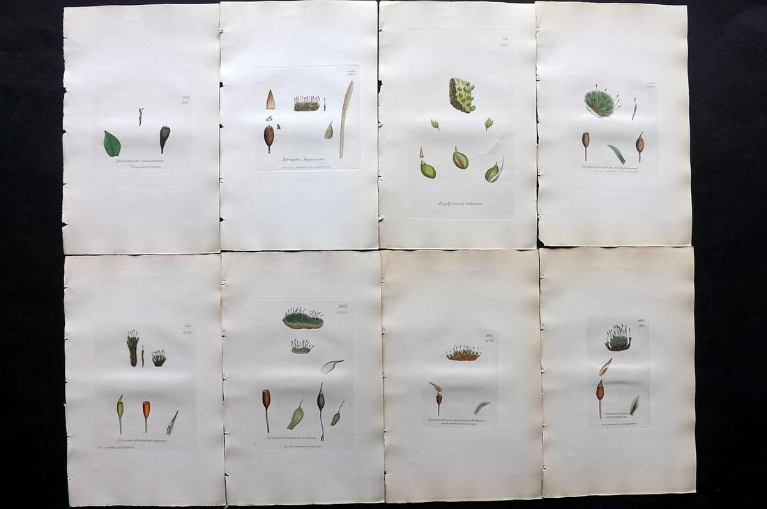 Sowerby, James C1840 Lot of 8 Hand Col Moss Prints (1 of 2)
