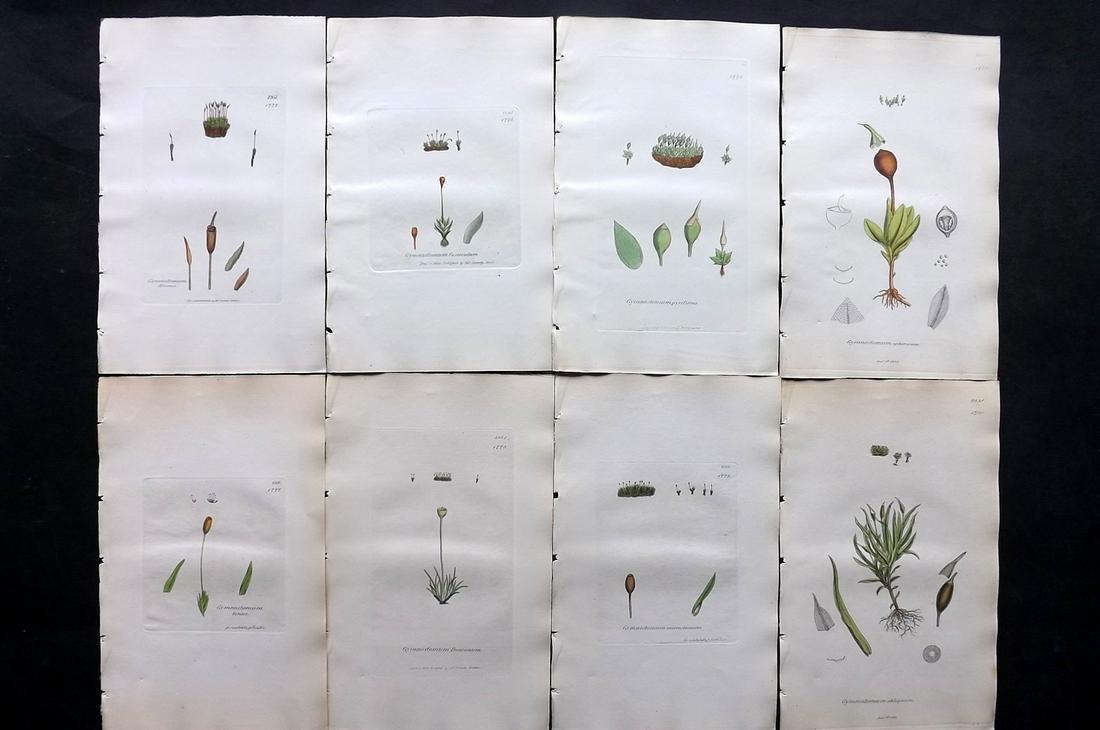 Sowerby, James C1840 Lot of 8 Hand Col Moss Prints: Full Hand Colored Etchings Published London, 1832-46 for "English Botany; or, Coloured Figures of British Plants…" Second Edition by James Sowerby and Edward Smith. Paper Size: 9 x 5.5 inch (23 x 14