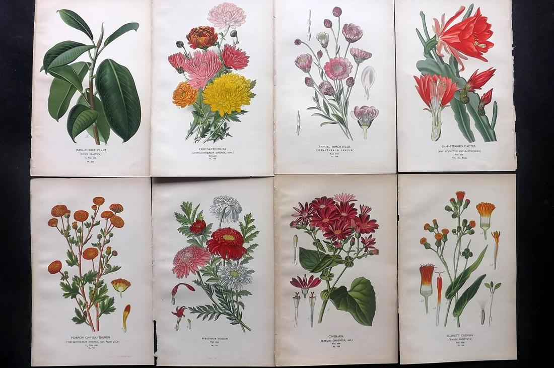 Step, Edward 1897 Lot of 8 Botanical Prints: Chromolithographs Published 1896-97 by Frederick Warne & Co., London for "Favourite Flowers of Garden and Greenhouse" by Edward Step and William Watson. Paper Size: 9.5 x 6 inch (24 x 15cm) Good Condi