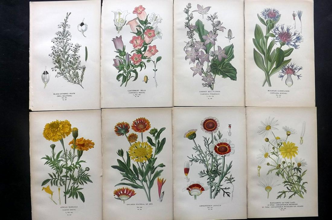 Step, Edward 1897 Lot of 8 Botanical Prints: Chromolithographs Published 1896-97 by Frederick Warne & Co., London for "Favourite Flowers of Garden and Greenhouse" by Edward Step and William Watson. Paper Size: 9.5 x 6 inch (24 x 15cm) Good Condi