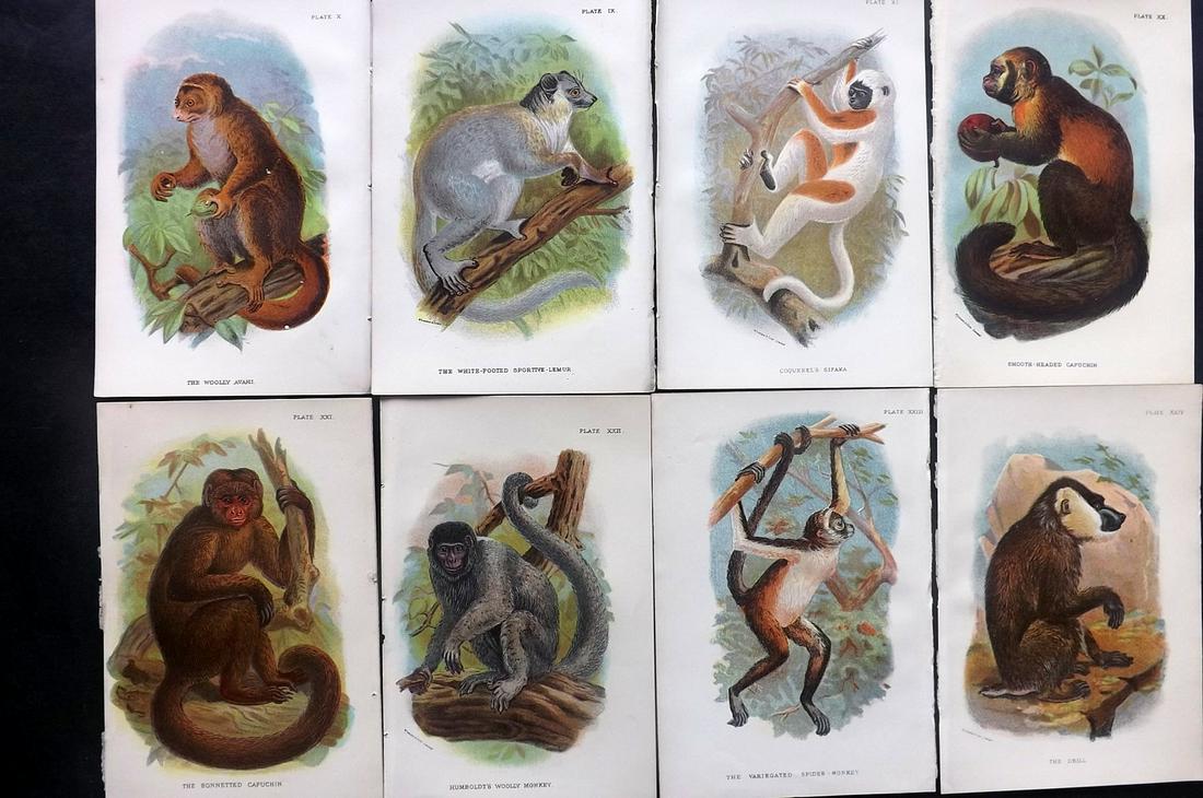 Lloyds's 1897 Lot of 8 Monkey, Lemur Prints: Chromolithographs Published 1894-97, London for "Lloyds's Natural History..." Edited by R. Bowdler Sharpe, W. F. Kirby, H. O. Forbes, R. Lydekker, and W. R. Olive-Grant. Illustrated after Keulemans, G