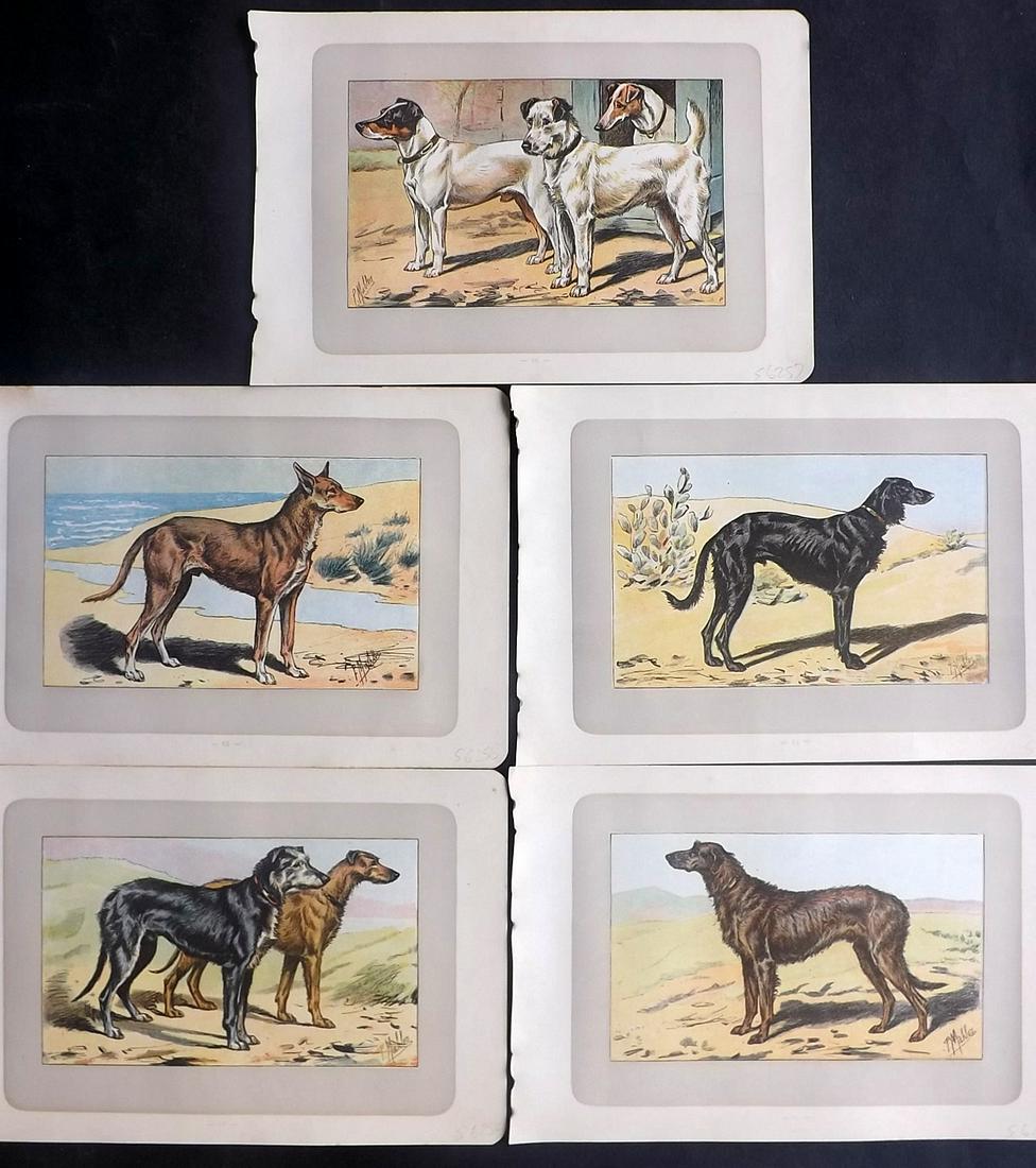 Mahler, P. 1907 Lot of 5 Antique Dog Prints (1 of 2)