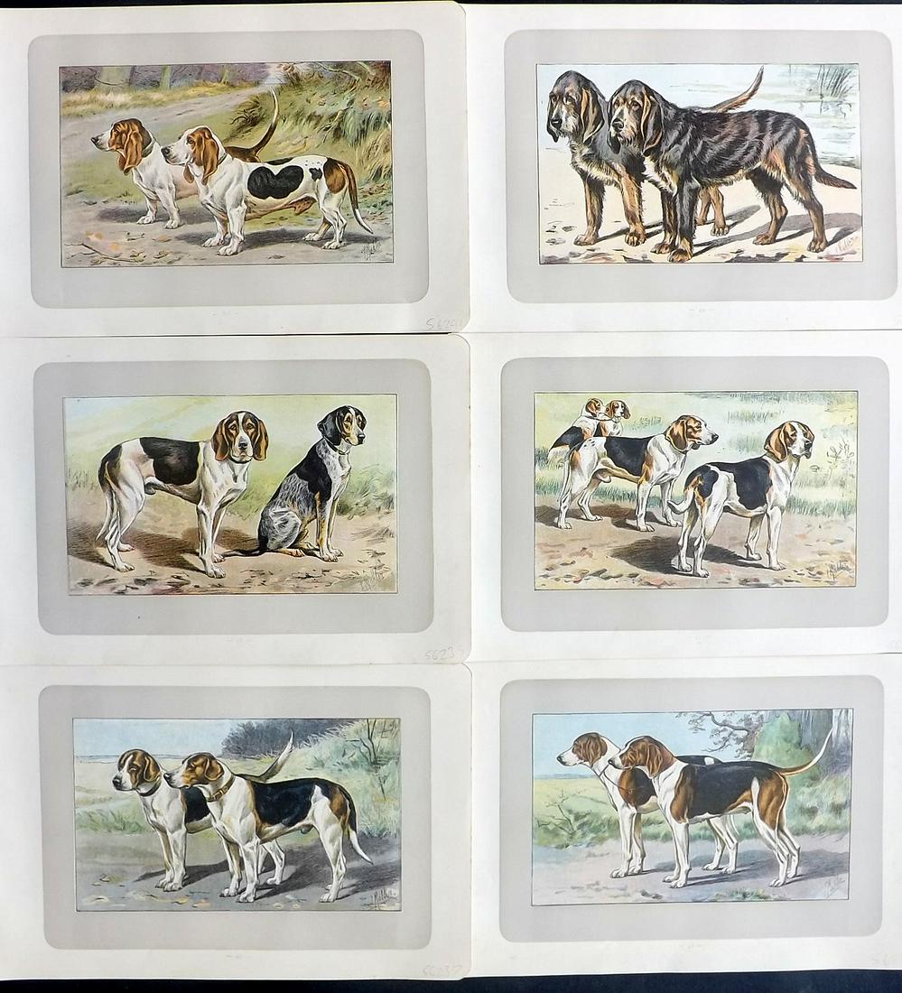 Mahler, P. 1907 Lot of 6 Antique Dog Prints (1 of 2)