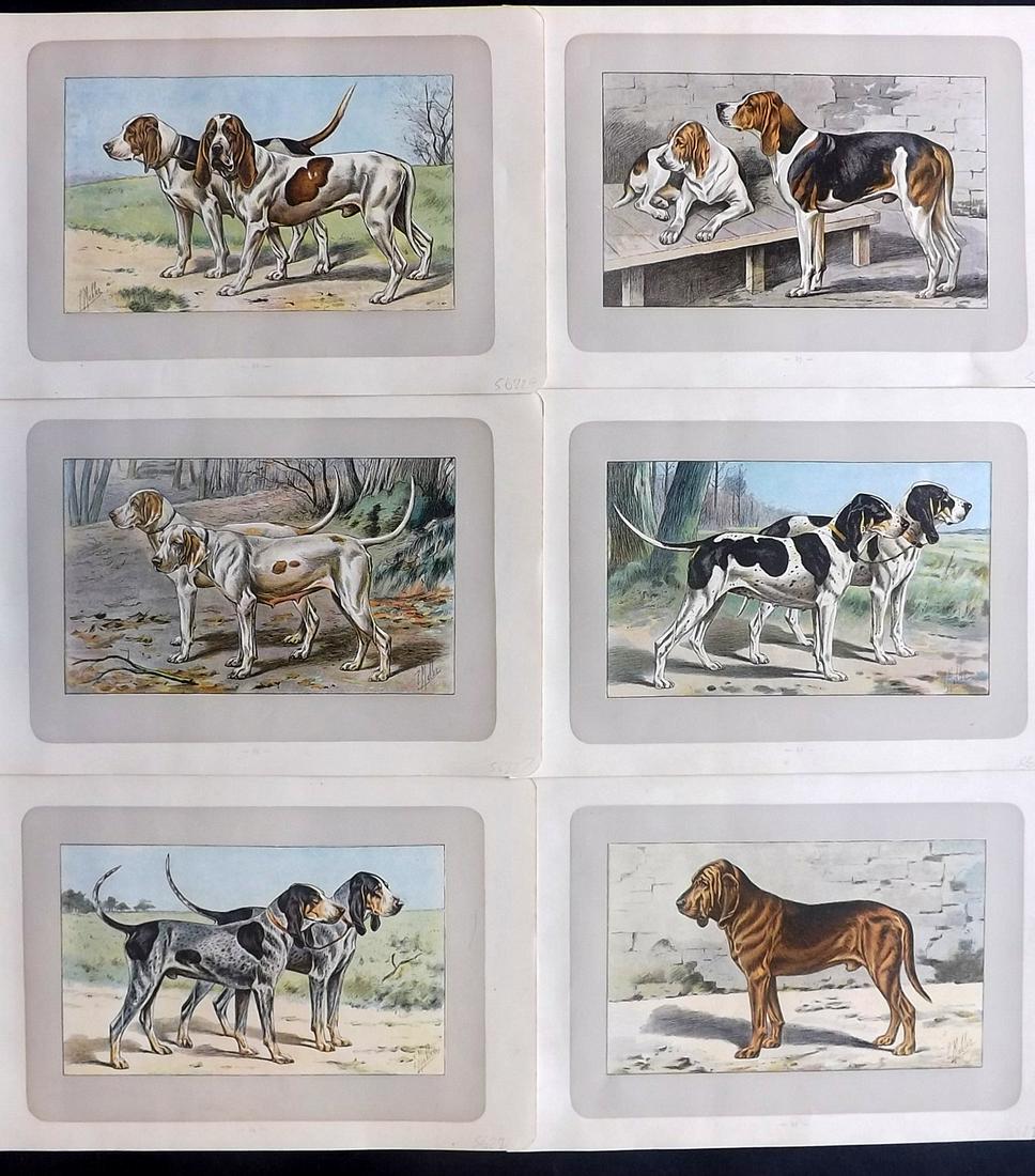 Mahler, P. 1907 Lot of 6 Antique Dog Prints (1 of 2)