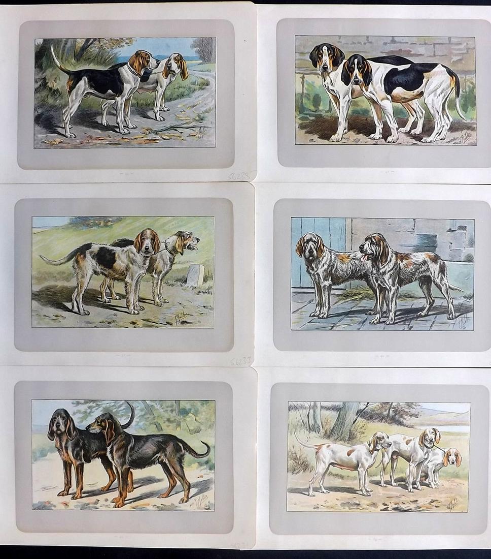 Mahler, P. 1907 Lot of 6 Antique Dog Prints (1 of 2)