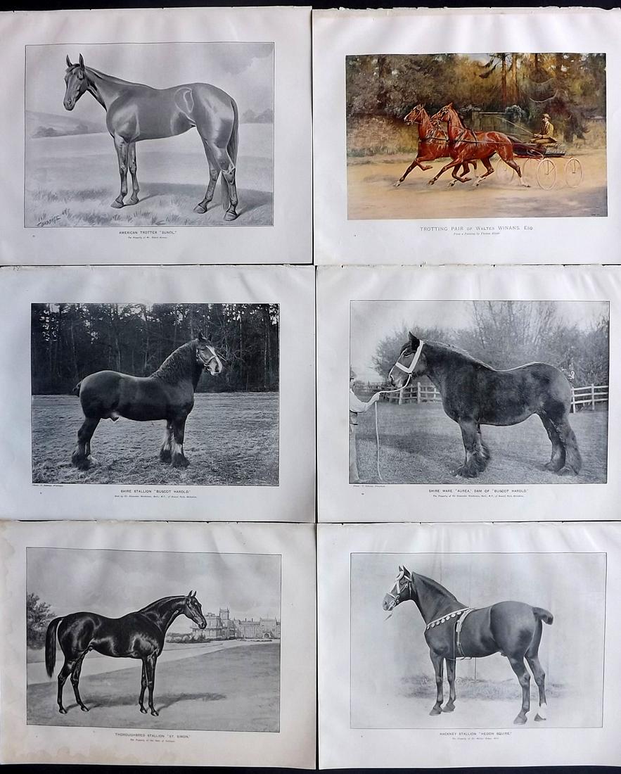 Prince-Sheldon, J. 1902 Lot of 6 Horse Prints (1 of 2)