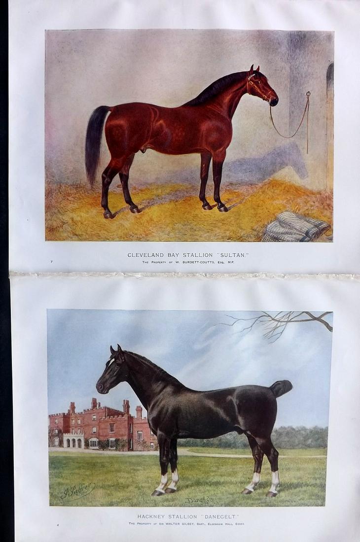 Prince-Sheldon, J. 1902 Pair of Horse Prints (1 of 2)