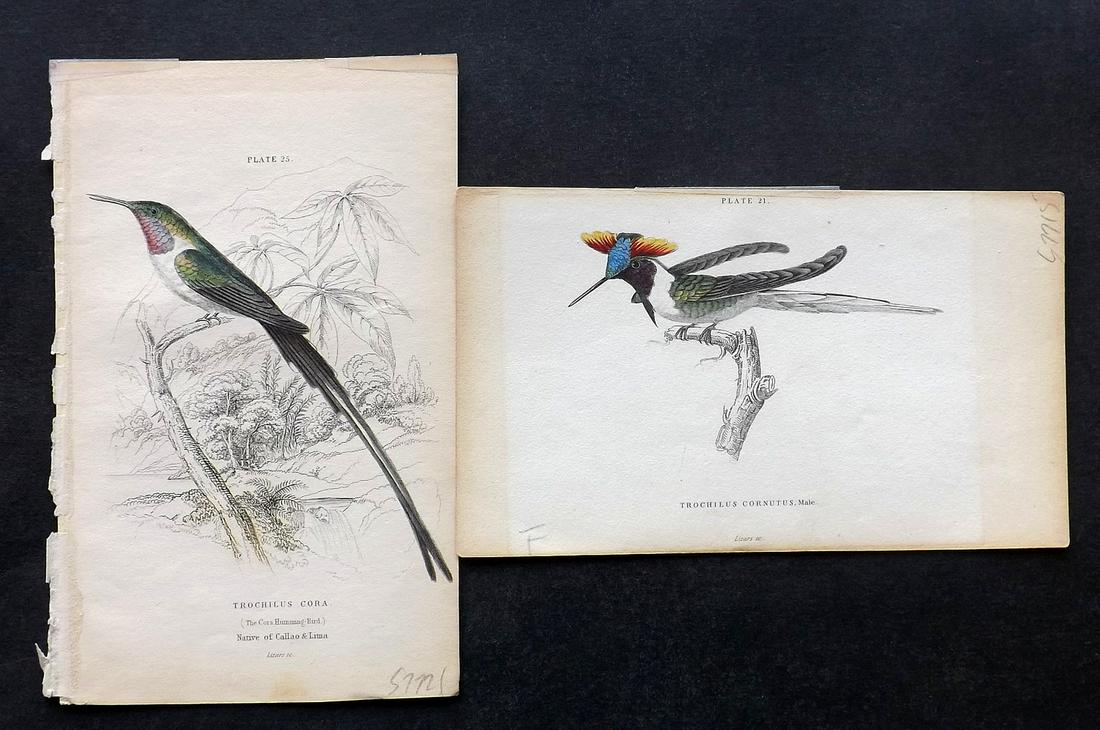 Jardine, William 1833 Pair HC Bird Prints. Hummingbirds (1 of 2)