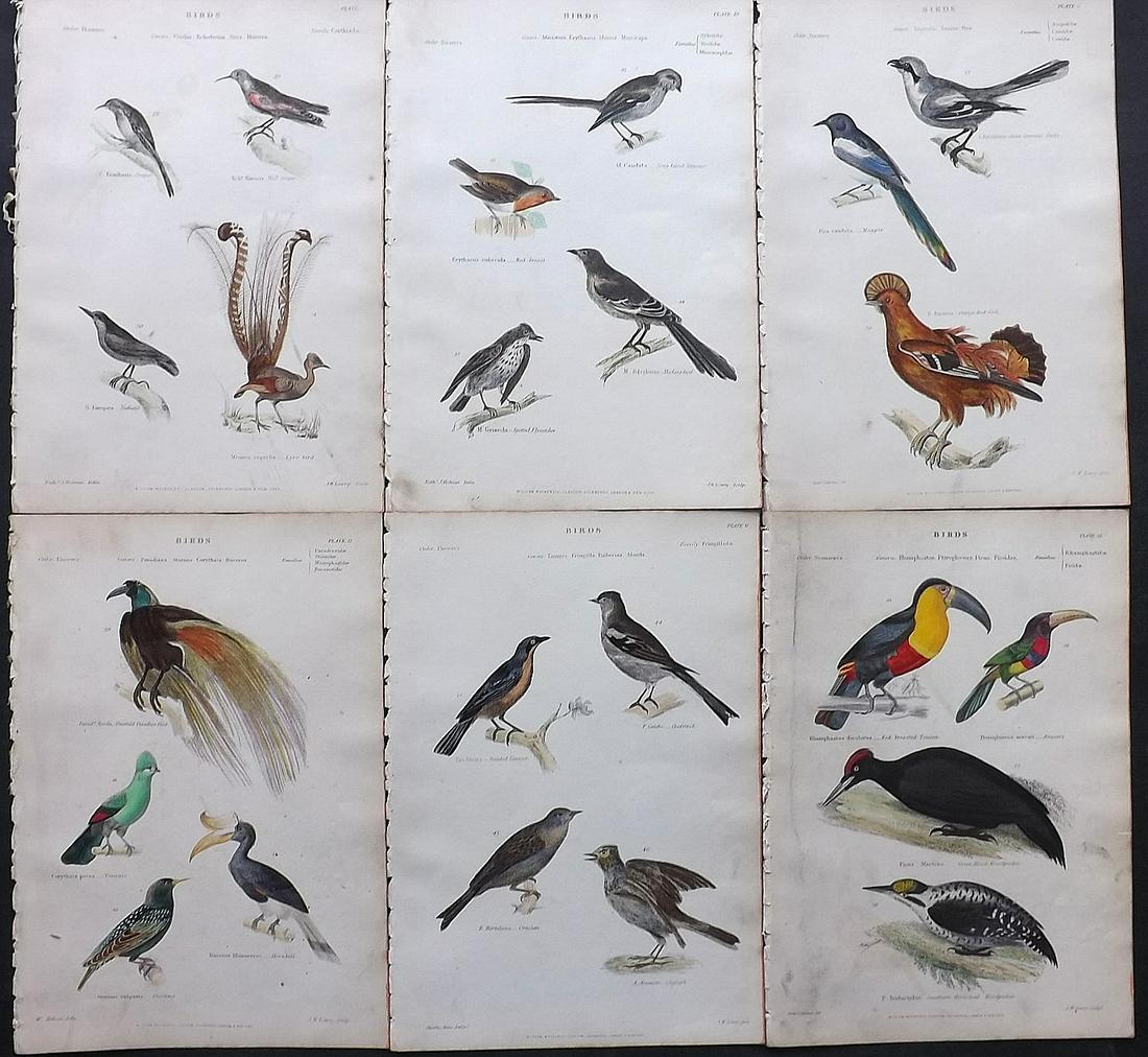 Richardson, John 1862 Lot of 6 Hand Col Bird Prints: Steel Engravings/Etchings Published 1859-62 by William Mackenzie, Edinburgh & London for "The Museum of Natural History" by John Richardson. Paper Size: 10.5 x 7 inch (27 x 18cm) A few minor backgroun