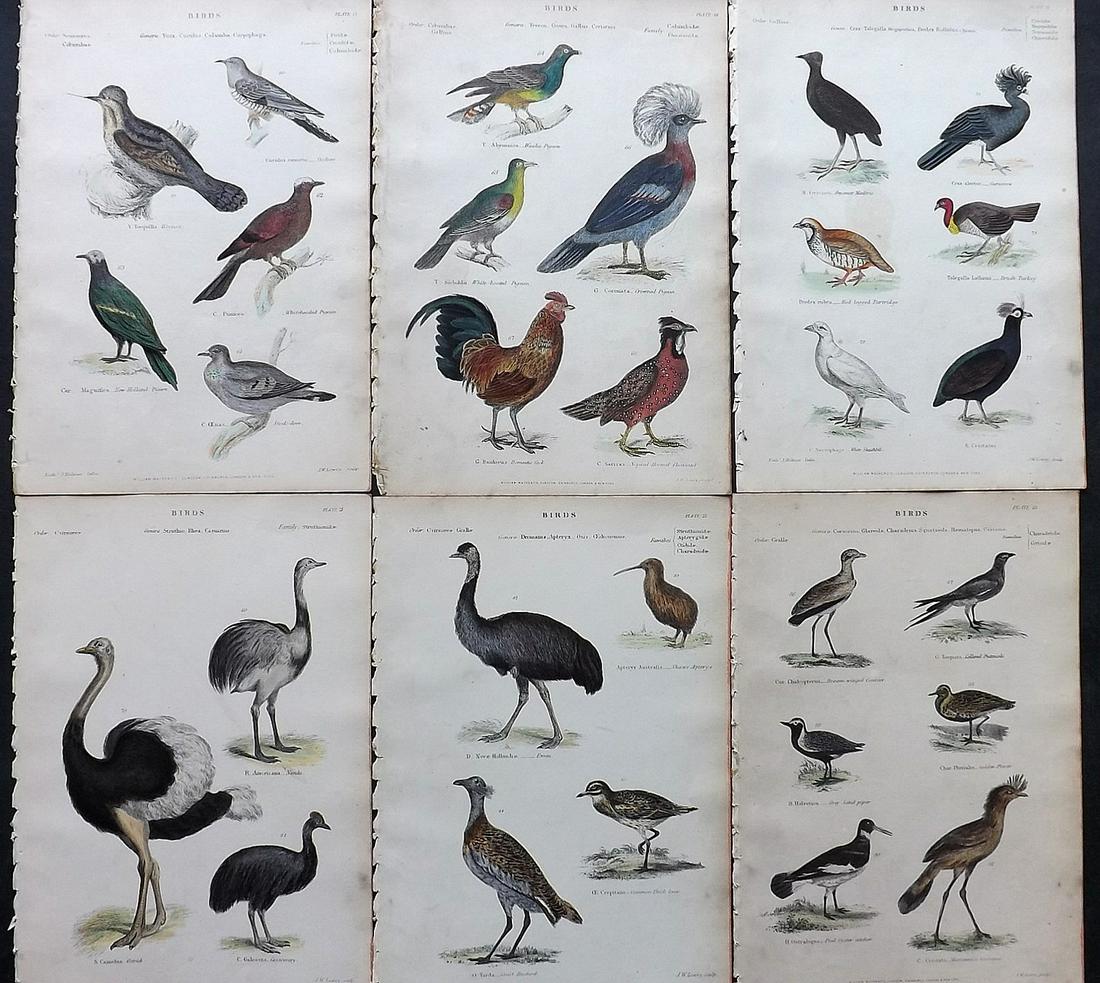 Richardson, John 1862 Lot of 6 Hand Col Bird Prints: Steel Engravings/Etchings Published 1859-62 by William Mackenzie, Edinburgh & London for "The Museum of Natural History" by John Richardson. Paper Size: 10.5 x 7 inch (27 x 18cm) A few minor backgroun