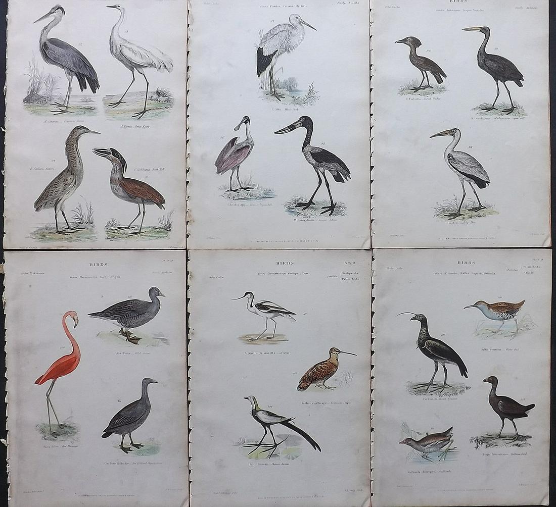 Richardson, John 1862 Lot of 6 Hand Col Bird Prints: Steel Engravings/Etchings Published 1859-62 by William Mackenzie, Edinburgh & London for "The Museum of Natural History" by John Richardson. Paper Size: 10.5 x 7 inch (27 x 18cm) A few minor backgroun