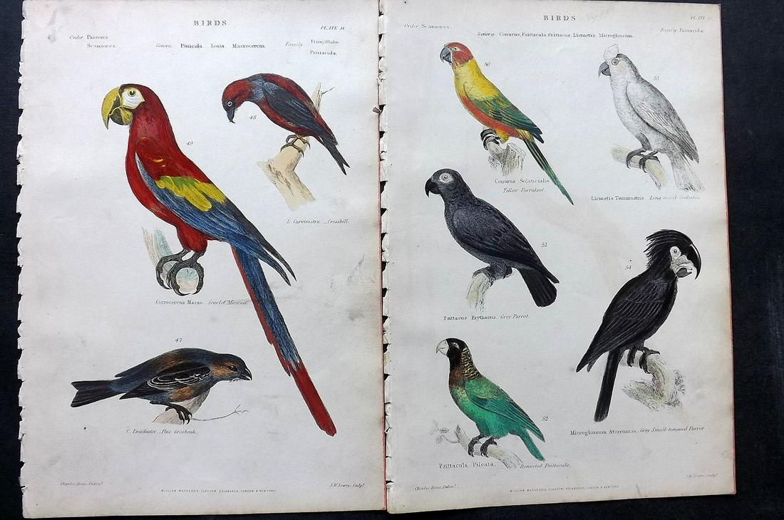 Richardson, John 1862 Pair HC Bird Prints. Parrots etc: Steel Engravings/Etchings Published 1859-62 by William Mackenzie, Edinburgh & London for "The Museum of Natural History" by John Richardson. Paper Size: 10.5 x 7 inch (27 x 18cm) A few minor backgroun