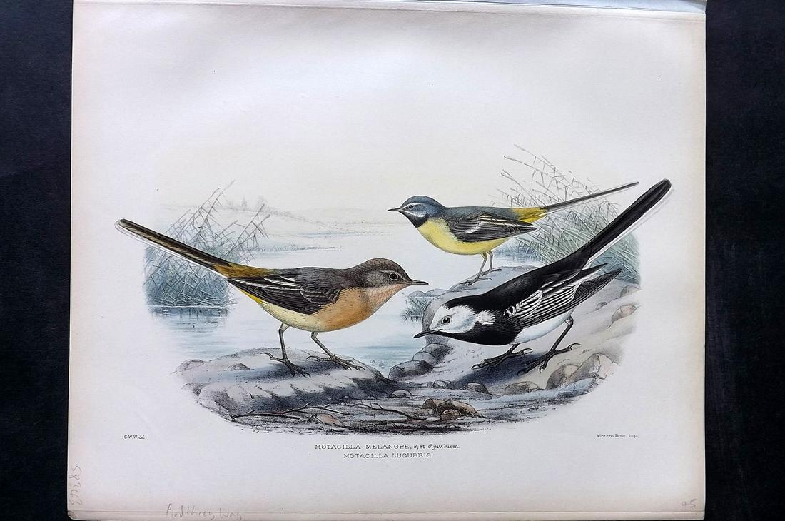 Wyatt, Claude 1894 Rare Folio Bird. Pied & Grey Wagtail (1 of 2)