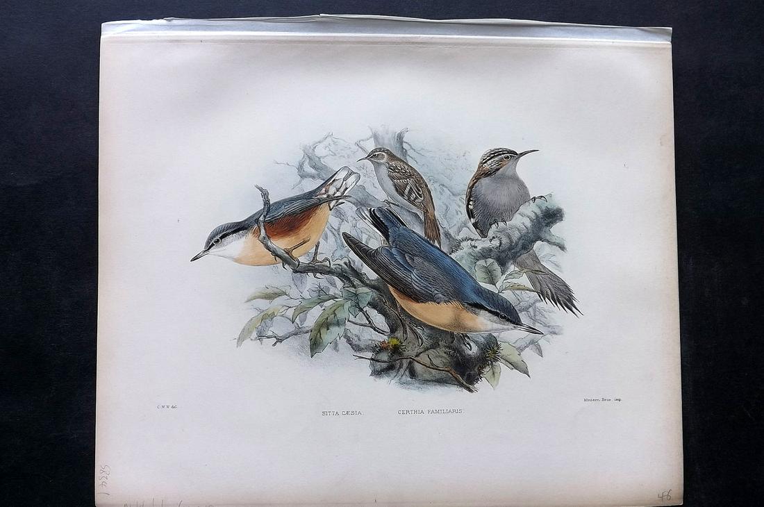 Wyatt, Claude 1894 Rare Folio HC Bird Nuthatch, Creeper (1 of 2)