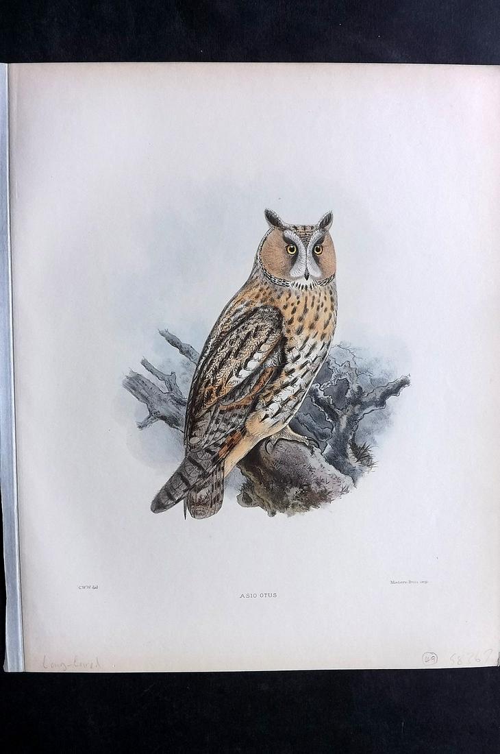 Wyatt, Claude 1894 Rare Folio HC Bird. Long Eared Owl (1 of 2)