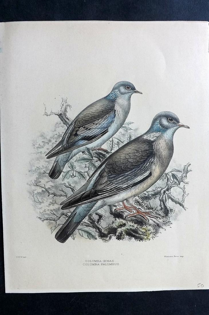 Wyatt, Claude 1894 Rare Folio HC Bird. Wood Pigeons (1 of 2)