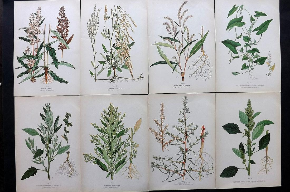 Farm Weeds of Canada 1909 Lot of 8 Botanical Prints: Chromolithographs Published 1909 by the Minister of Agriculture, Ottawa for "Farm Weeds of Canada" by George H. Clark and James Fletcher. Paper Size: 10 x 7 inch (25 x 18cm) Good Condition