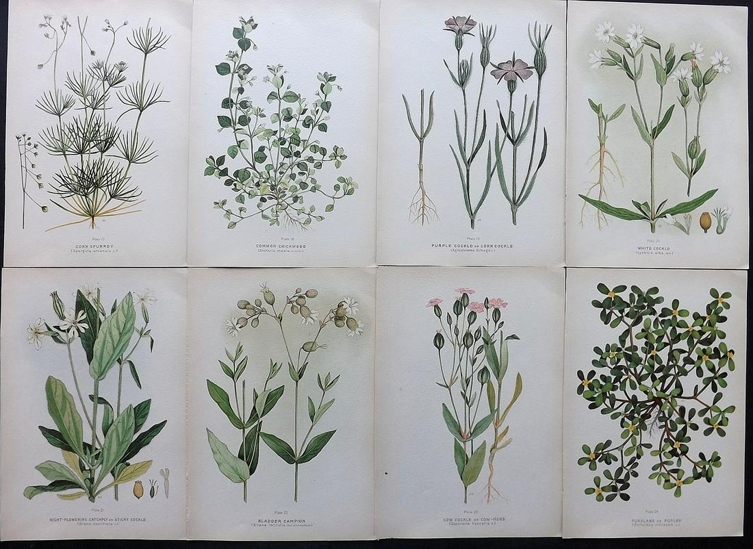 Farm Weeds of Canada 1909 Lot of 8 Botanical Prints: Chromolithographs Published 1909 by the Minister of Agriculture, Ottawa for "Farm Weeds of Canada" by George H. Clark and James Fletcher. Paper Size: 10 x 7 inch (25 x 18cm) Good Condition