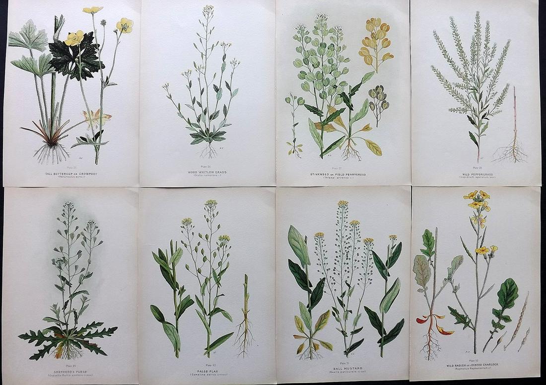 Farm Weeds of Canada 1909 Lot of 8 Botanical Prints: Chromolithographs Published 1909 by the Minister of Agriculture, Ottawa for "Farm Weeds of Canada" by George H. Clark and James Fletcher. Paper Size: 10 x 7 inch (25 x 18cm) Good Condition