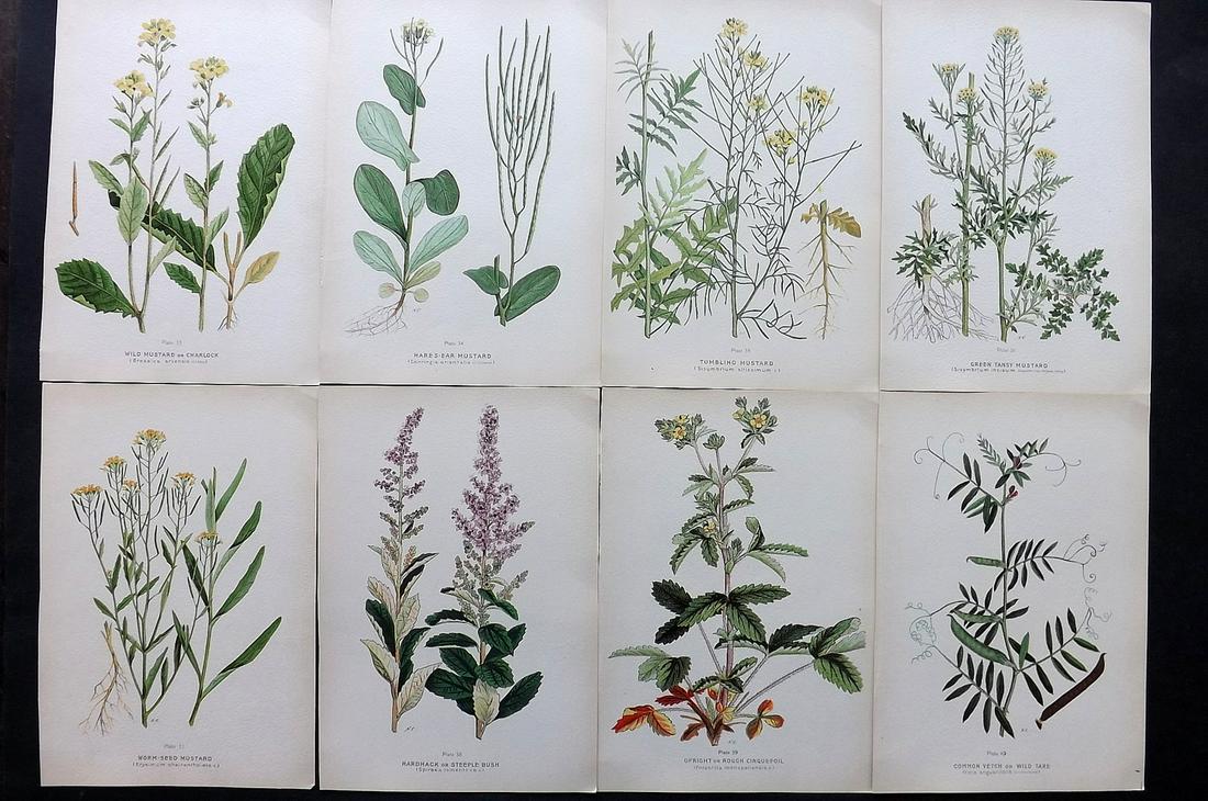 Farm Weeds of Canada 1909 Lot of 8 Botanical Prints: Chromolithographs Published 1909 by the Minister of Agriculture, Ottawa for "Farm Weeds of Canada" by George H. Clark and James Fletcher. Paper Size: 10 x 7 inch (25 x 18cm) Good Condition