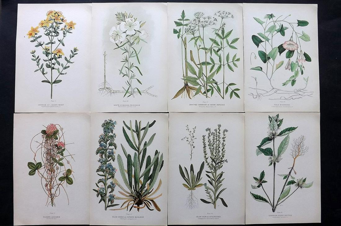 Farm Weeds of Canada 1909 Lot of 8 Botanical Prints: Chromolithographs Published 1909 by the Minister of Agriculture, Ottawa for "Farm Weeds of Canada" by George H. Clark and James Fletcher. Paper Size: 10 x 7 inch (25 x 18cm) Good Condition