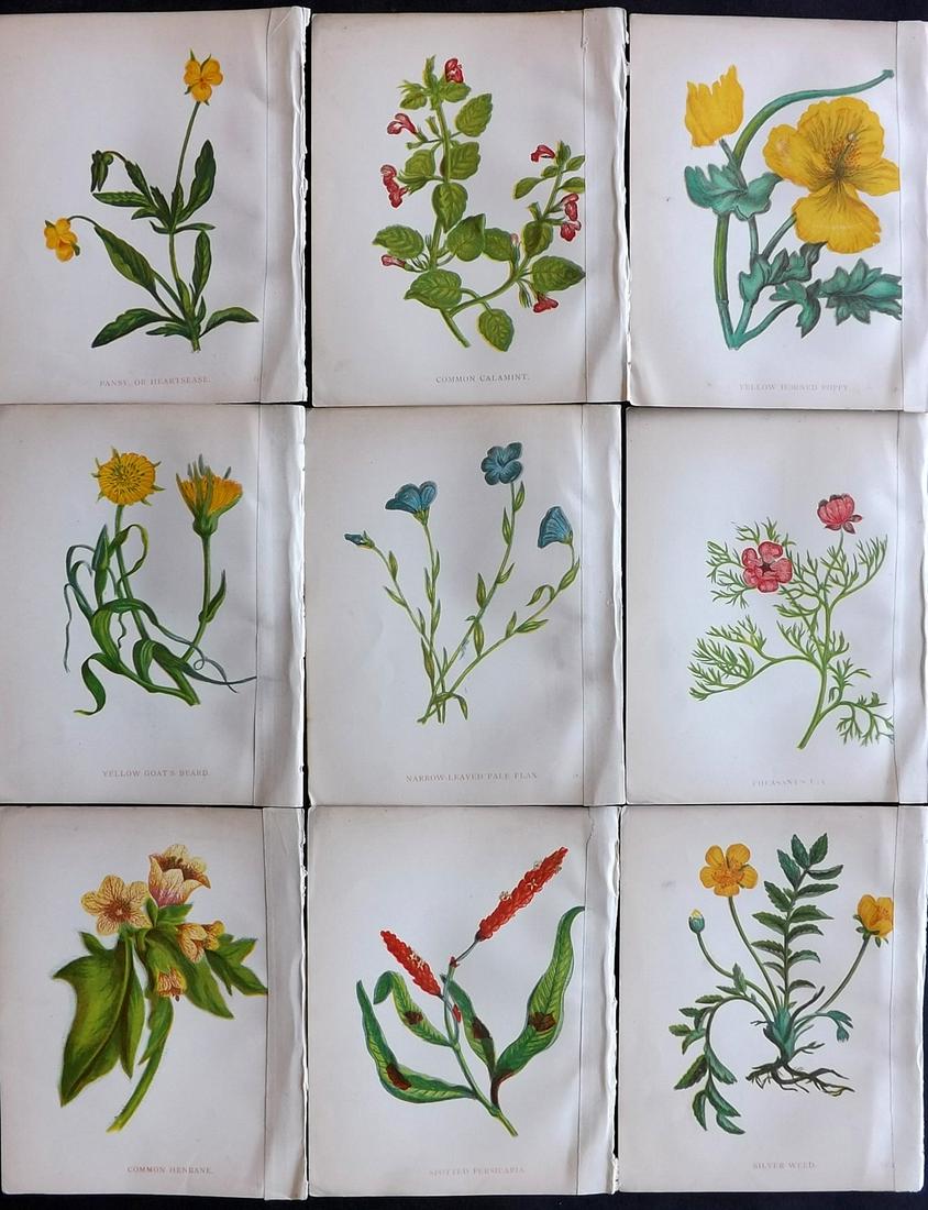Pratt, Anne 1902 Lot of 9 Antique Botanical Prints: Colour Printed Woodblocks Published 1902, London for "Wild Flowers" by Anne Pratt. Paper Size: 5.5 x 4 inch (14 x 11cm) All with old tape in right margin, slightly affecting most images