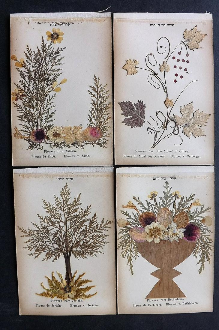 Pressed Flowers C1900 Lot of 4 Samples. Holy Land (1 of 2)