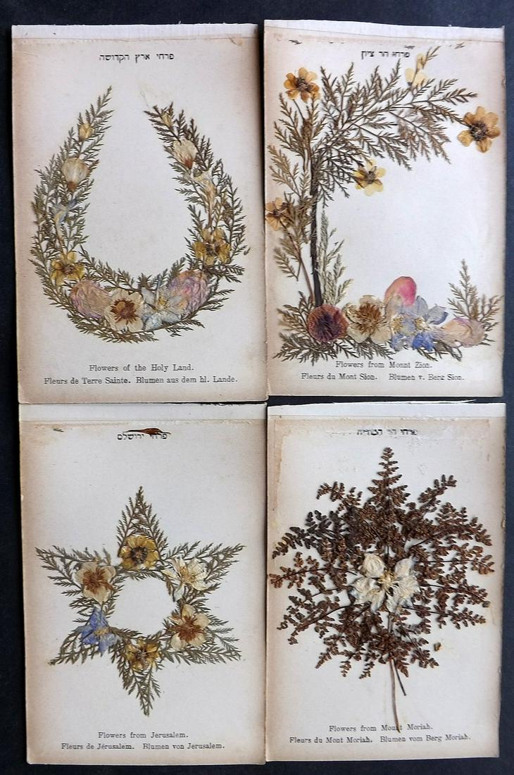 Pressed Flowers C1900 Lot of 4 Samples. Holy Land (1 of 2)