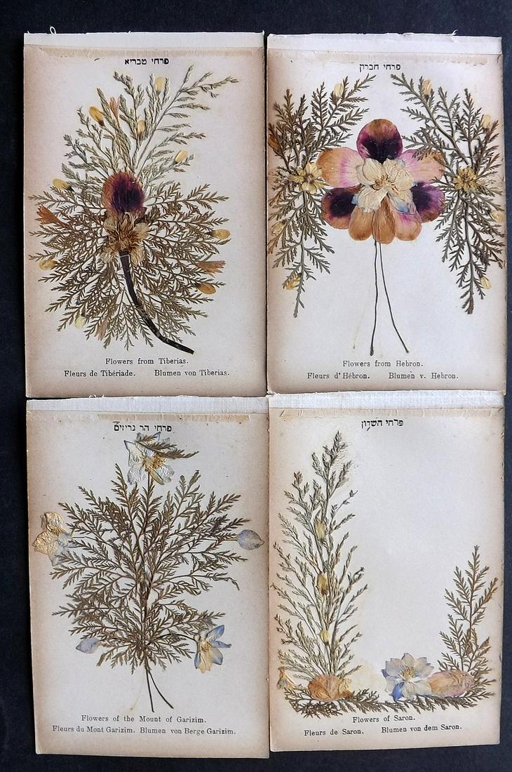 Pressed Flowers C1900 Lot of 4 Samples. Holy Land (1 of 2)